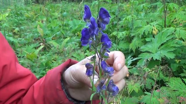 Аконитум. 18