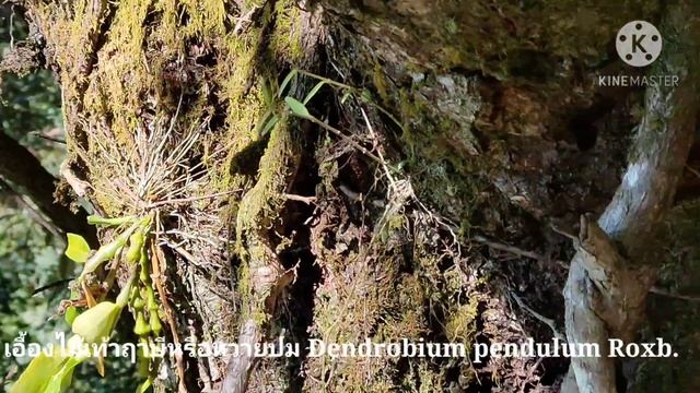 Wild orchids in Thailand เอื้องไม้เท้าฤาษี หรือ หวายปม บนภูหลวง Dendrobium pendulum Roxb смотреть онлайн