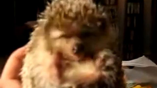 Ежик ест морковку супермимика! смотреть онлайн