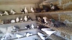 Агасиевские бойные голуби Агаси Владимировича  Казахецян