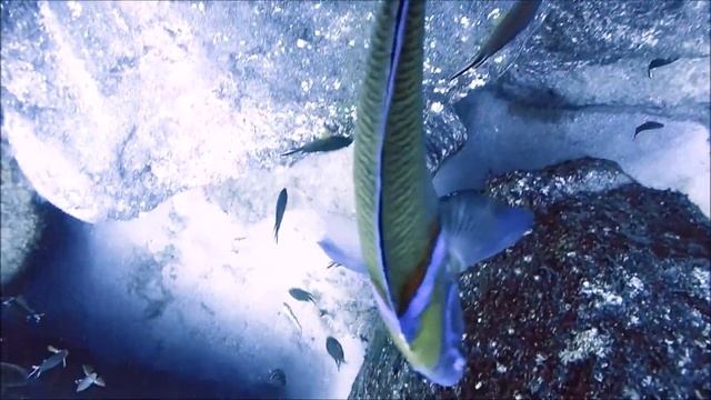 Flamingo Wall - Lanzarote Canarias смотреть онлайн