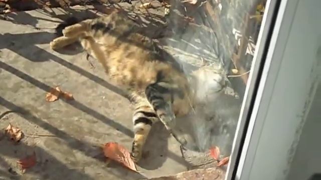 Кот на балконе смотреть онлайн