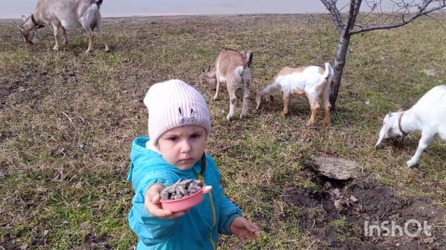 Жених для Белянки.Травка зеленеет,а мы пассемся.
