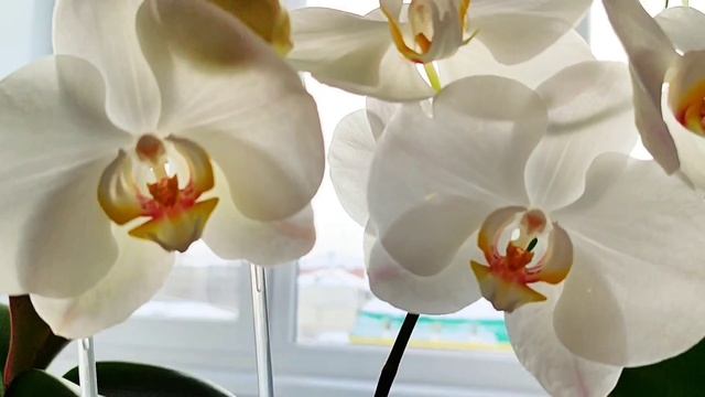 Танец орхидей. смотреть онлайн