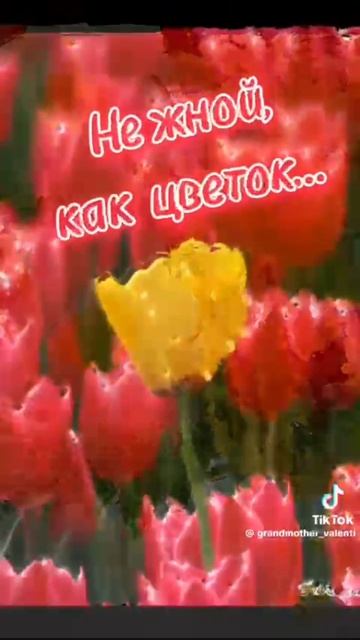 С 8 марта девочки❤️🥰 смотреть онлайн