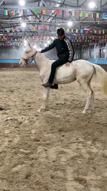 Horse mating cute - Most breeding horse смотреть онлайн