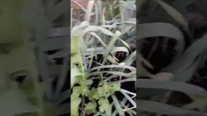 Рокамболь детки перед посадкой и детская грядка сорт Жемчуг 2023