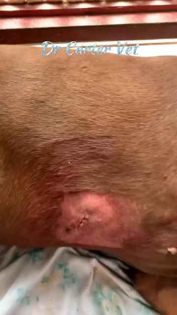 Big Dog Small Surgery | Doberman #veterinary #shorts #dog