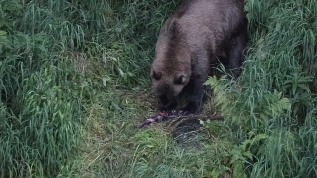 Alaska Grizzly Bear Attacks Sockeye Salmon During Russian River Falls Hike| We Are The Imes смотреть онлайн