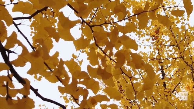 黄金色のじゅうたん一面に　北大イチョウ並木 смотреть онлайн