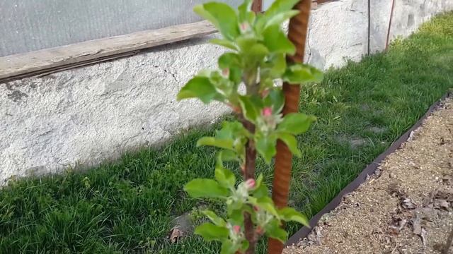 Картофель под соломой смотреть онлайн