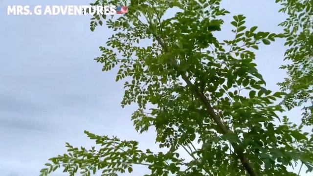 MORINGA OLEIFERA FUN FACTS/MALUNGGAY @mrs.gadventuresGLEE2405 смотреть онлайн