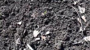 Клубника и чеснок,первая обработка после зимы.