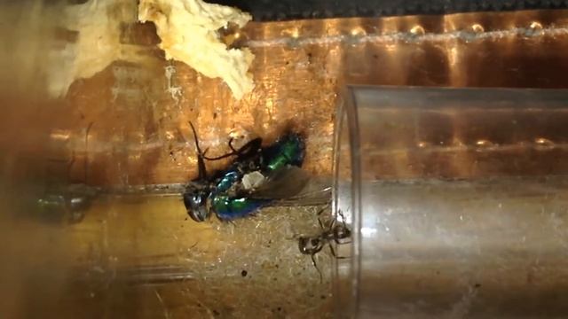 Formica Cinerea Journal Entry #7 смотреть онлайн