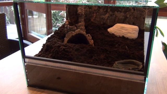 Einrichtung von Stubsis (Brachypelma albiceps) Endterrarium смотреть онлайн