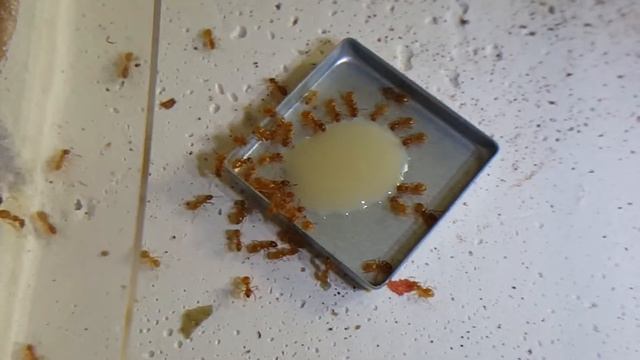 31.05.2017 : Nourrissage des Lasius Flavus смотреть онлайн