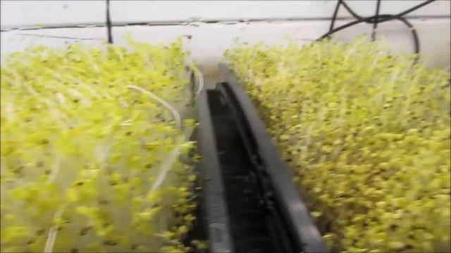 How to Grow Organic Microgreens with Kelp & Azomite смотреть онлайн