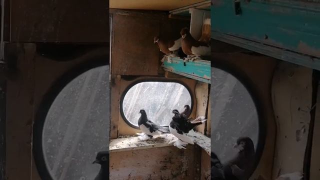 На голубятне🕊️с мелкими🥰 смотреть онлайн