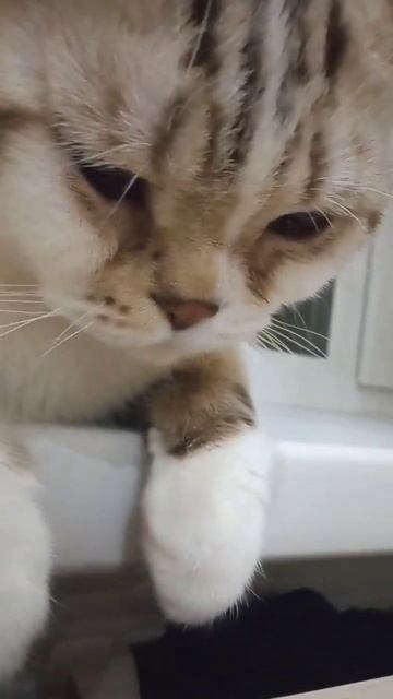 Cat смотреть онлайн