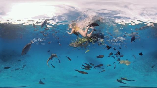 Alimatha, Maldives, diving with Nurse Sharks. 6K underwater 360 video смотреть онлайн