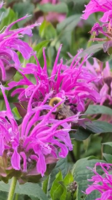 Bergamot Blooming Bumblebees Buzzing