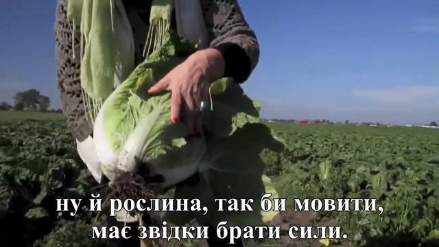 Вирощування осінньї пекінської капусти смотреть онлайн