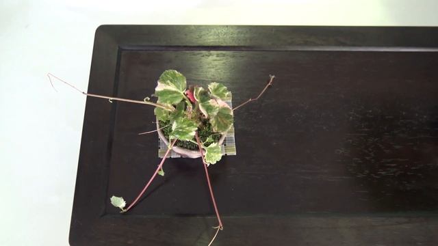 Azalea Bonsai show 1/2 　岐阜県大垣市　西濃さつき展 смотреть онлайн