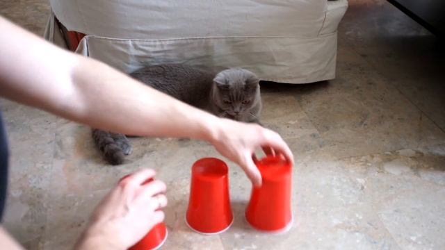 Кот играет в "наперстки" смотреть онлайн