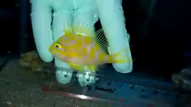 Borbonius Anthiast XL смотреть онлайн