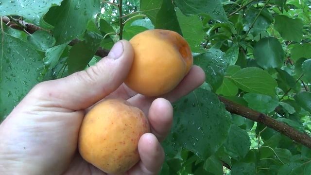 Апріум Апрібель