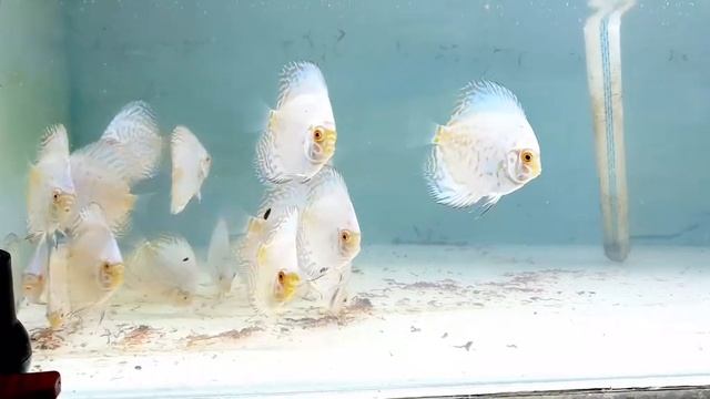 Mesmerizing White Butterfly Discus Fish in a Stunning Aquarium Setup смотреть онлайн