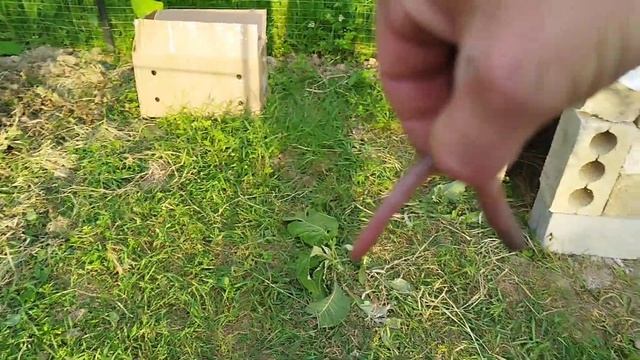 ЗАВЁЛ ПОРОДИСТЫХ КУРЕЙ