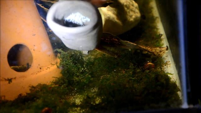 Apisto eggs! Triple Red Apistogramma Cacatuoides-Species Spotlight смотреть онлайн