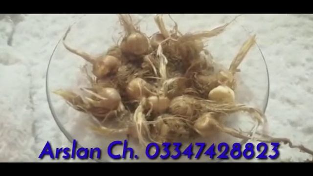 How to Buy Original Zafaran (Saffron) Seeds IN PUNJAB 2023 смотреть онлайн