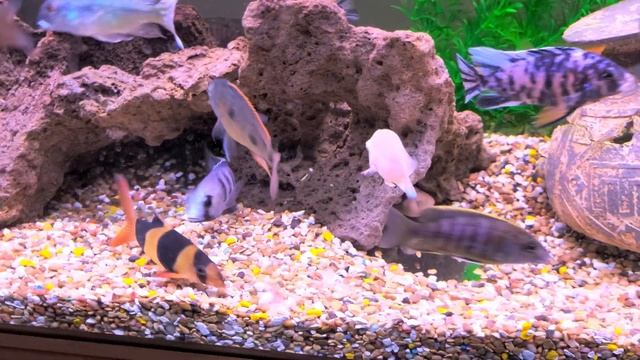 Otopharynx Tetrastigma