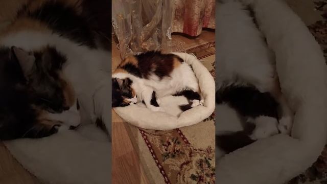 МАЛЫШКИ СПЯТ. Смешные кошки. The Babies Are Sleeping. FUNNY CATS. Los Bebés Duermen.