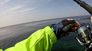 Весна в Южной Корее. Морская рыбалка в Южной Корее. Хитон-Панцирный моллюск