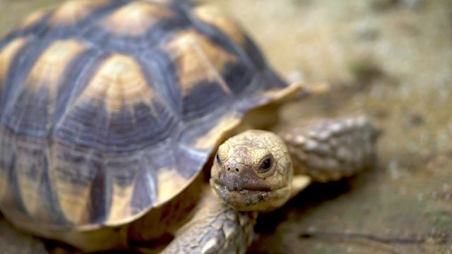 Turtle Sound, Turtle Sound Effects | Animal Sounds From The Wild