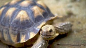 Turtle Sound, Turtle Sound Effects | Animal Sounds from the Wild