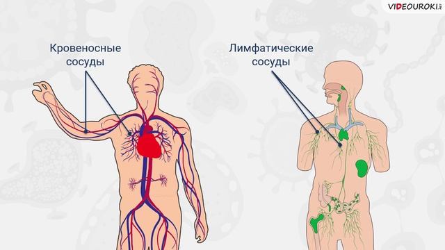 39. Строение сердца и его работа. Кров-я и дыхат-я системы смотреть онлайн