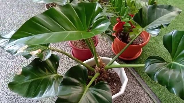 Monstera Deliciosa Part 3,  Care Tips for Philodendrons.