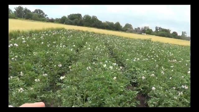 Огородные грядки 2020 смотреть онлайн