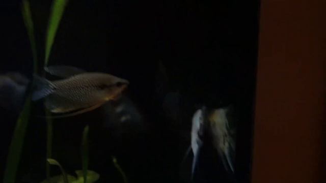 Getting TWO ELECTRIC BLUE JACK DEMPSEYS смотреть онлайн