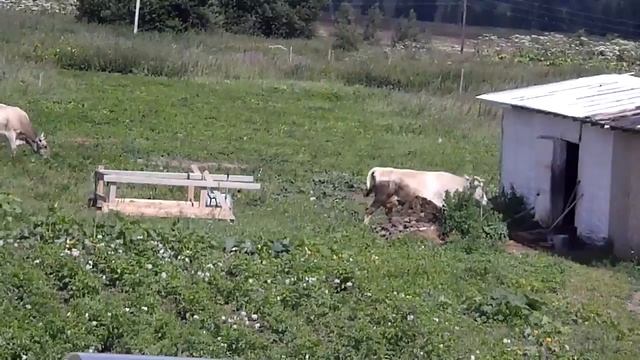 Летний вид с балкона смотреть онлайн