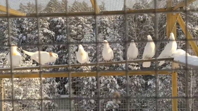 мороз , солнце , голуби 🕊️🕊️🕊️ смотреть онлайн