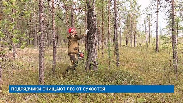 ПОДРЯДЧИКИ ОЧИЩАЮТ ЛЕС ОТ СУХОСТОЯ