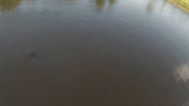 Gator Bait DJI Phantom GoPro Hero 3 Alligator Florida Swamp FPV Quadcopter Over Water смотреть онлайн