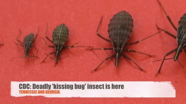 Deadly kissing bug insect now in Georgia, Tennessee смотреть онлайн