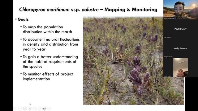 Preparing For Sea Level Rise Protecting Biodiversity & Chloropyron Maritimum Populations  07 10 202