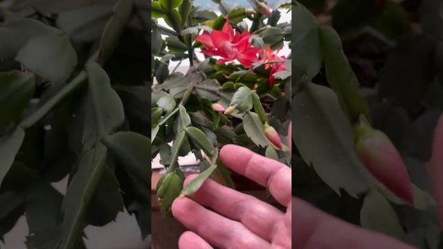 Кактус Шлюмбергера (Декабрист) зацвел повторно. Март.